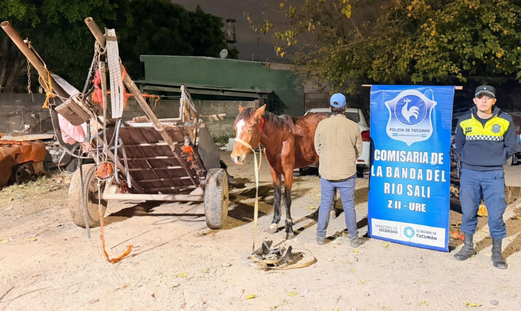 Maltrato animal: salvan a un caballo que colapsó tras un brutal castigo y detienen al autor de la golpiza